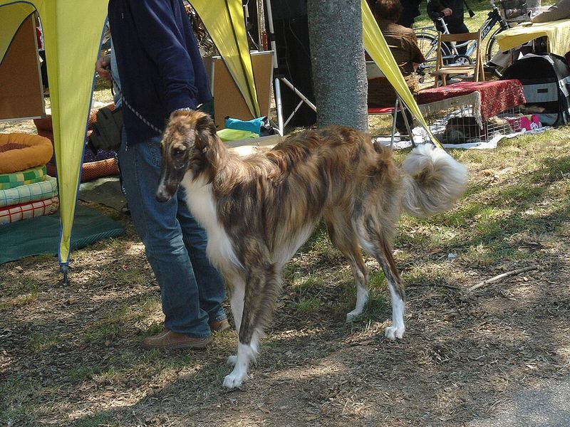 Borzoi