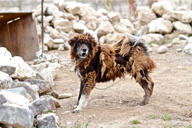 Tibetan Mastiff
