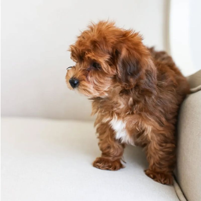 25 Popular Doodle Dog Breeds Gaining Attention in 2025 11 Yorkipoo