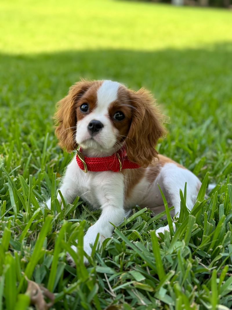 Floor licking can be a warning sign - 10 dog breeds prone to it 11 Cavalier King Charles Spaniel