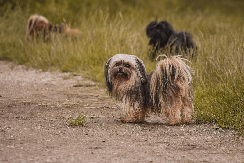 14 dog breeds that seem independent but panic when you leave 13 Lhasa Apso
