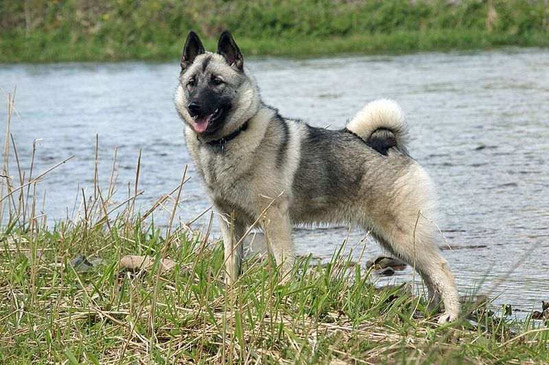 These dog breeds rarely let excitement dictate their decisions 12 Norwegian Elkhound