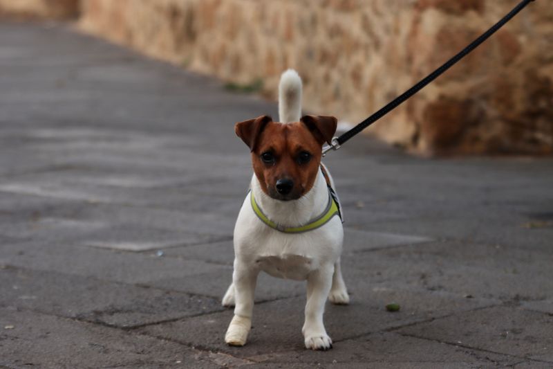 Jack Russell Terrier