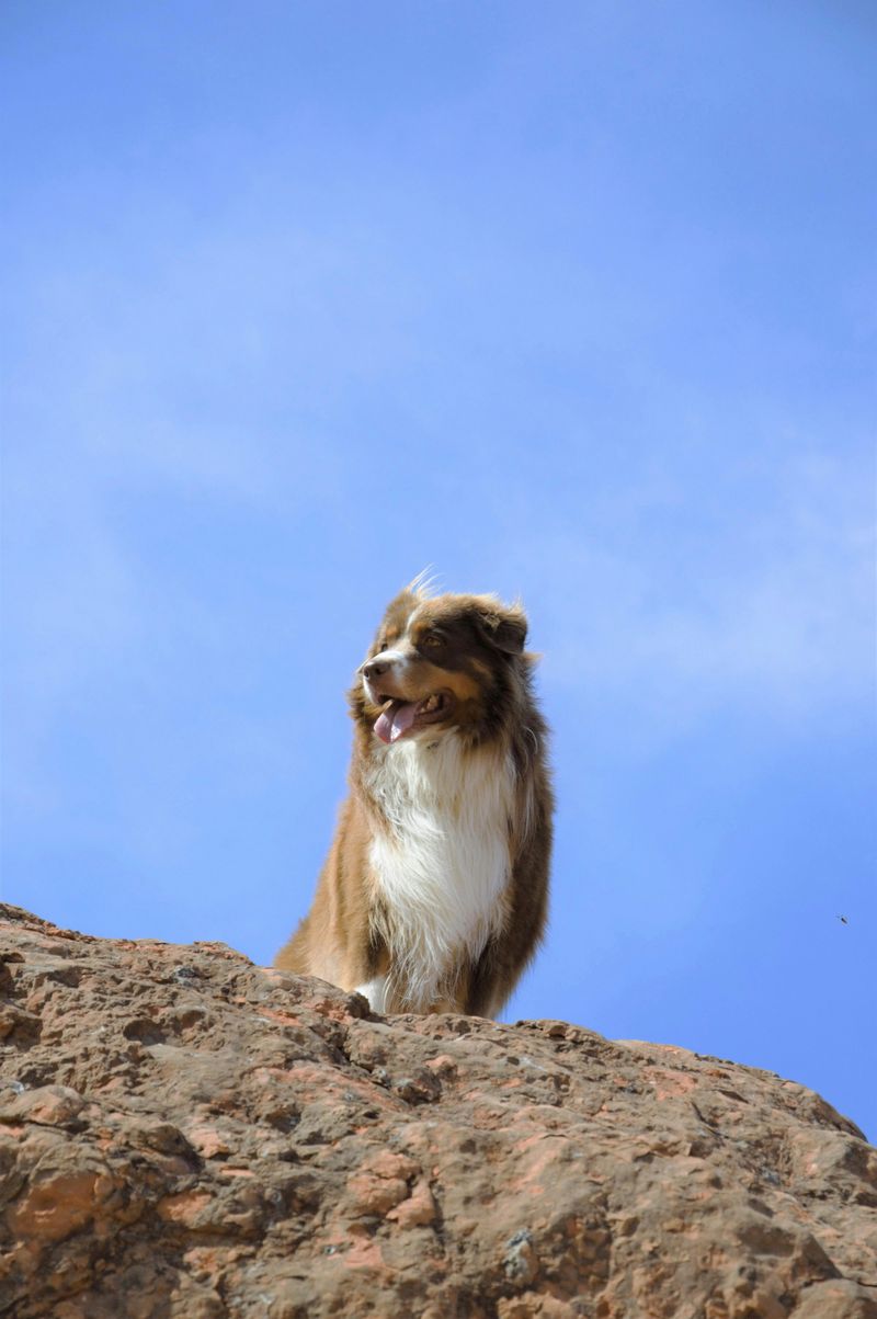 Strong herding instinct