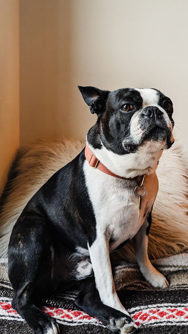 If you want a guard dog, you may want to skip the breeds that think every stranger is their new best friend 9 Boston Terrier