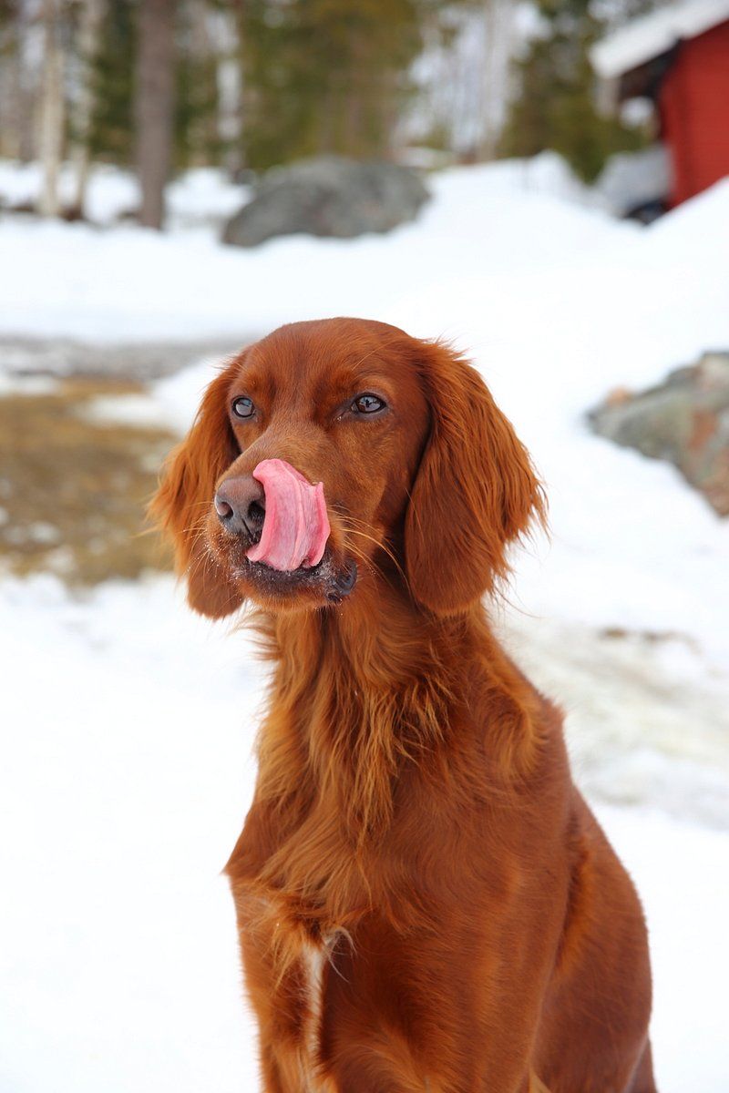 Irish Setter