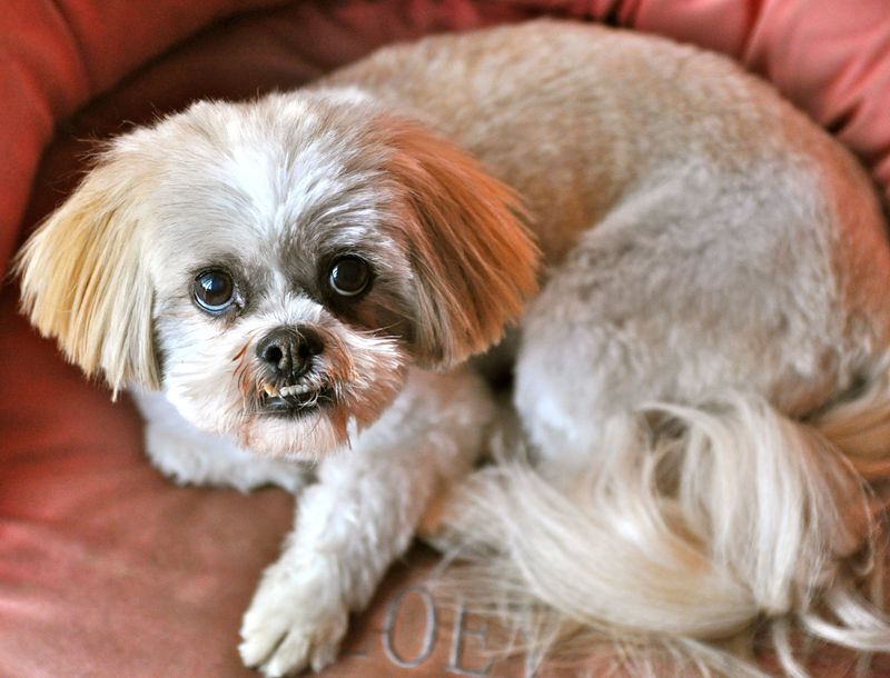 26 Dog Breeds Well-Suited for Seniors and Retirees 10 Lhasa Apso