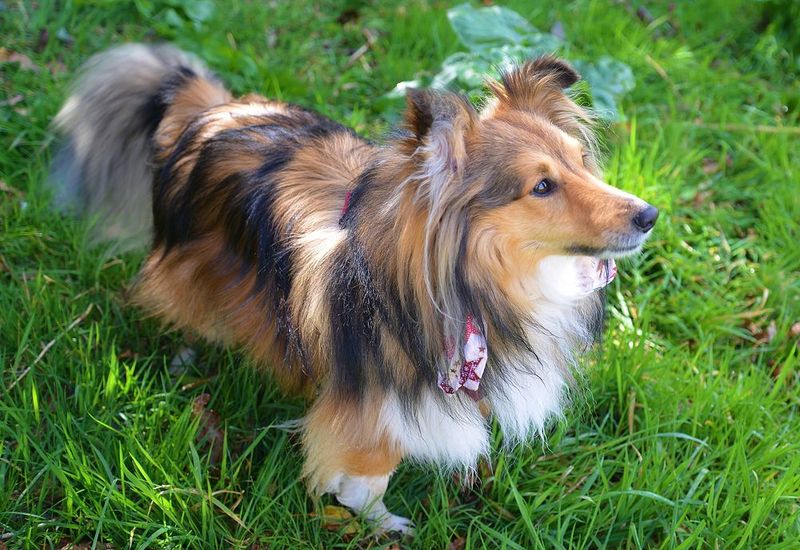 These 11 dogs are emotionally sensitive and may need extra reassurance 4 Shetland Sheepdog
