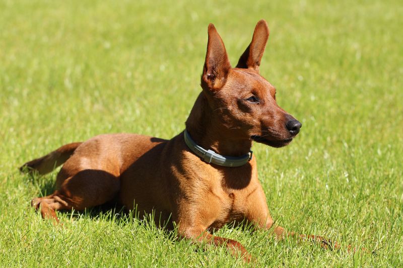 Miniature Pinscher