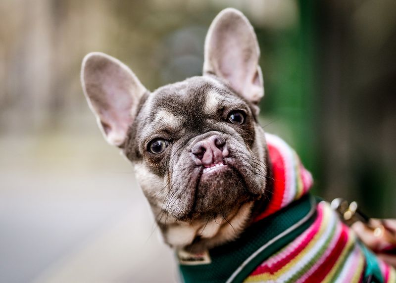 26 Dog Breeds Well-Suited for Seniors and Retirees 3 French Bulldog