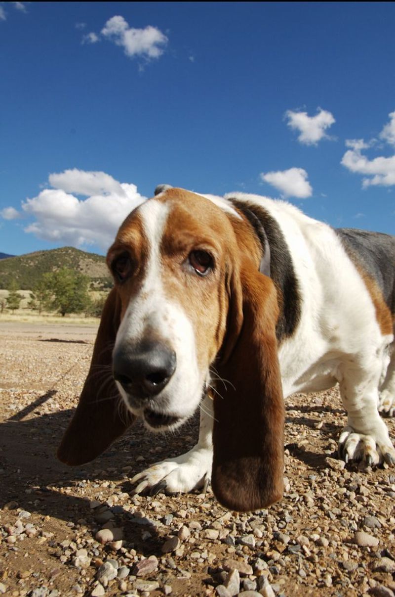 Basset Hound