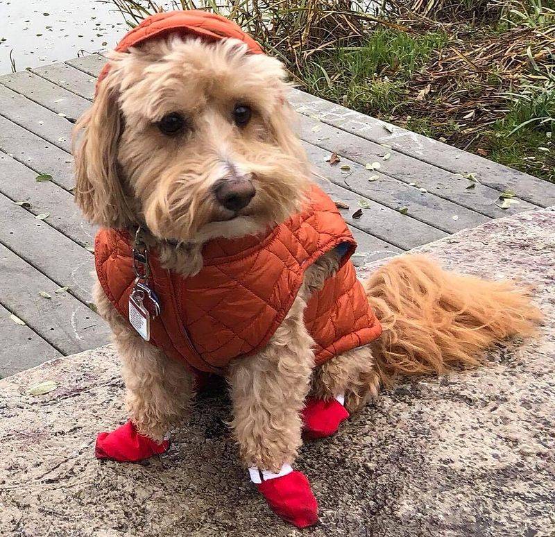 UV-protective dog coats