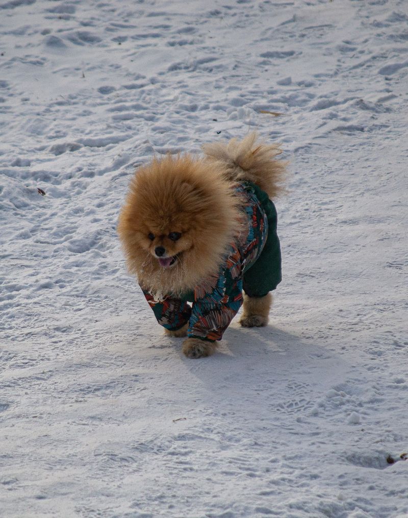 13 dog breeds that turned local favorites into global household names 10 Pomeranian