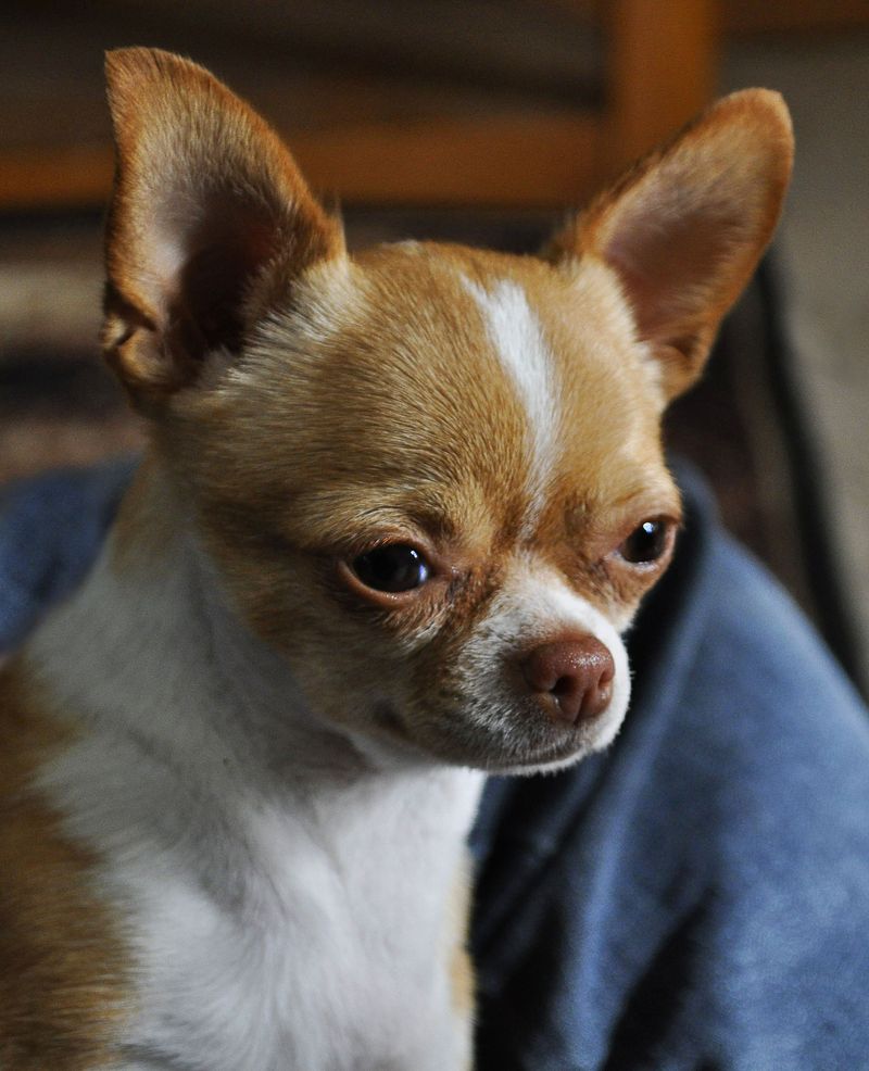 25 Dog Breeds Known for Their Long Lifespans 5 Chihuahua