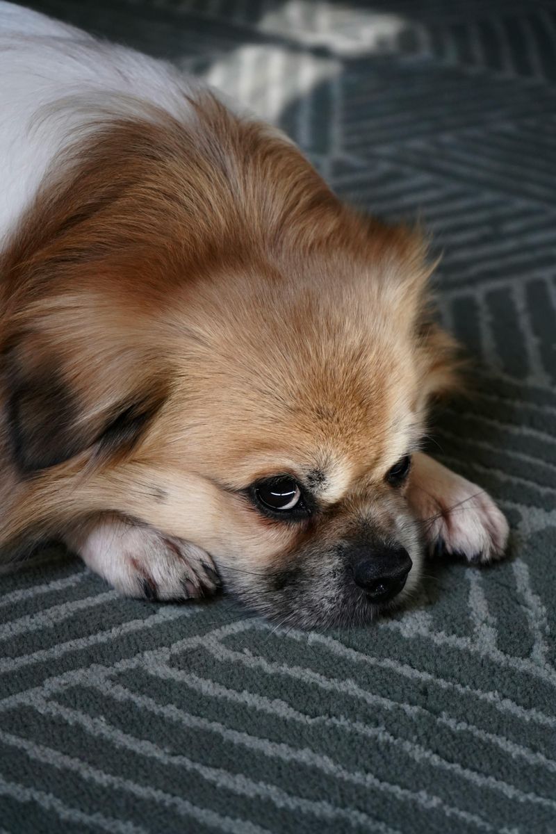 Pekingese