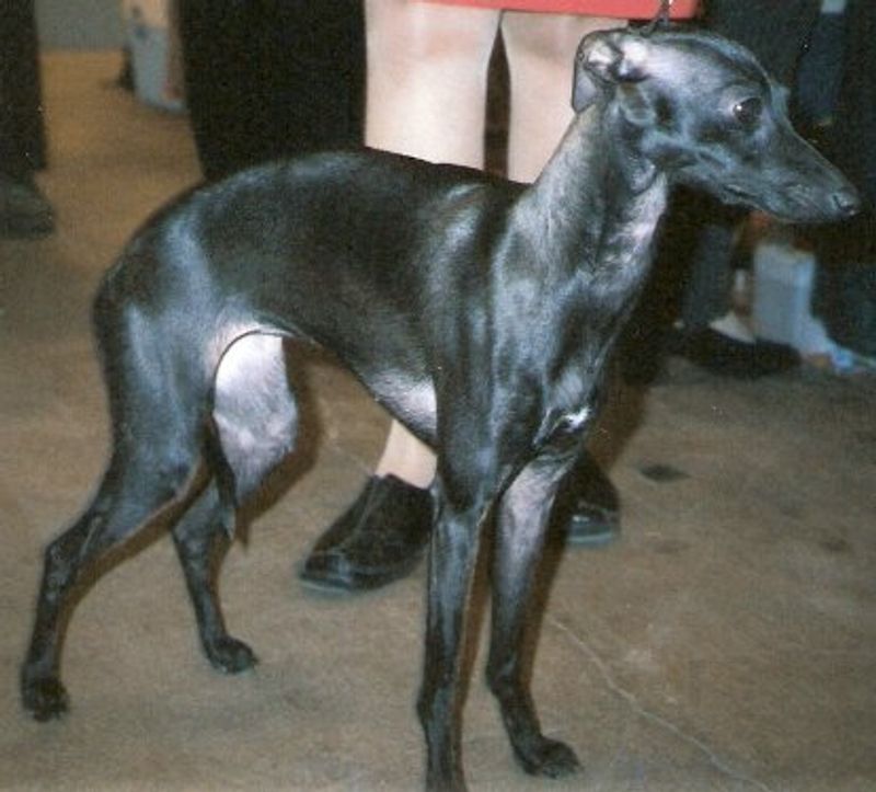 Italian Greyhound