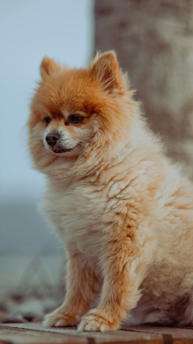 26 Dog Breeds That Feel Most at Home Around People 12 Pomeranian