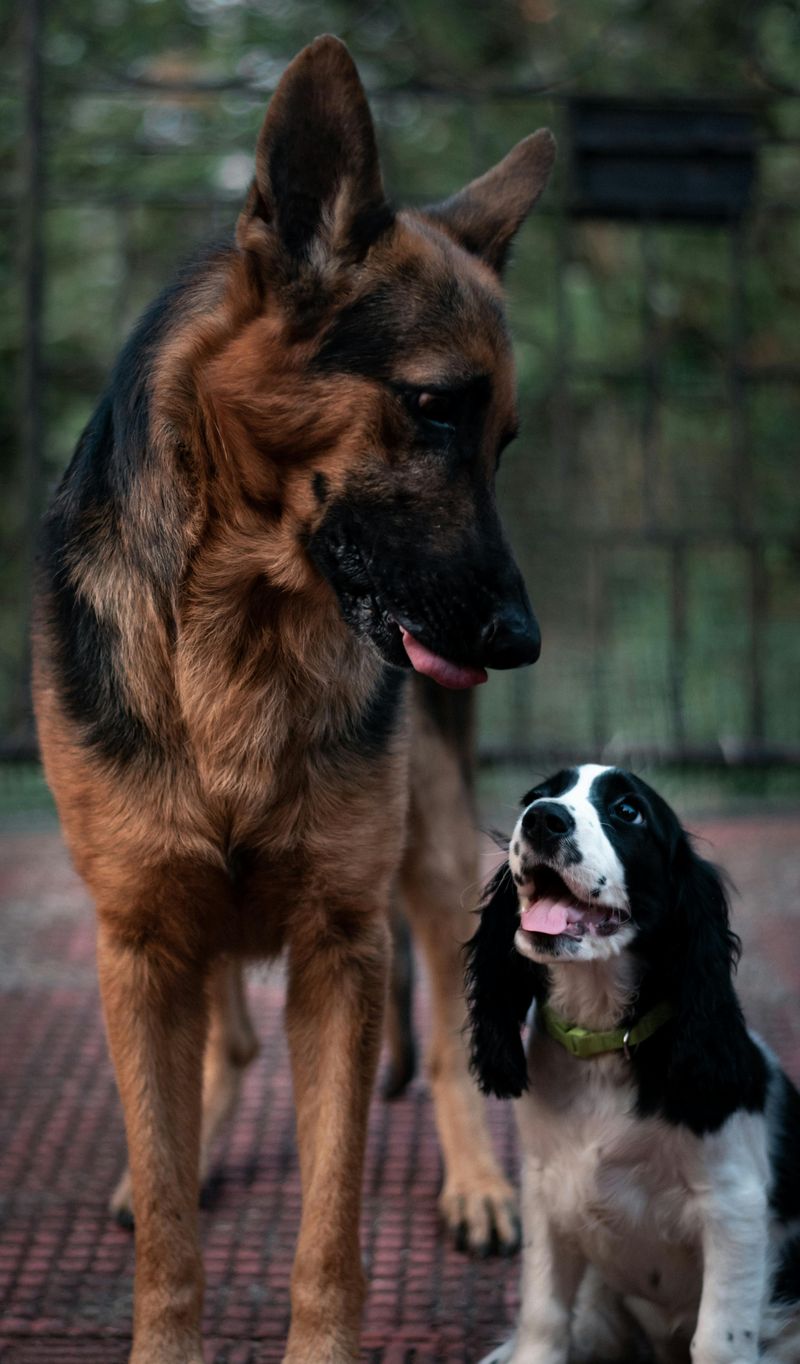 German Shepherd