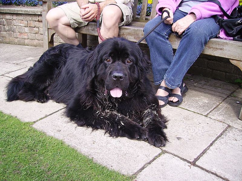 Newfoundland