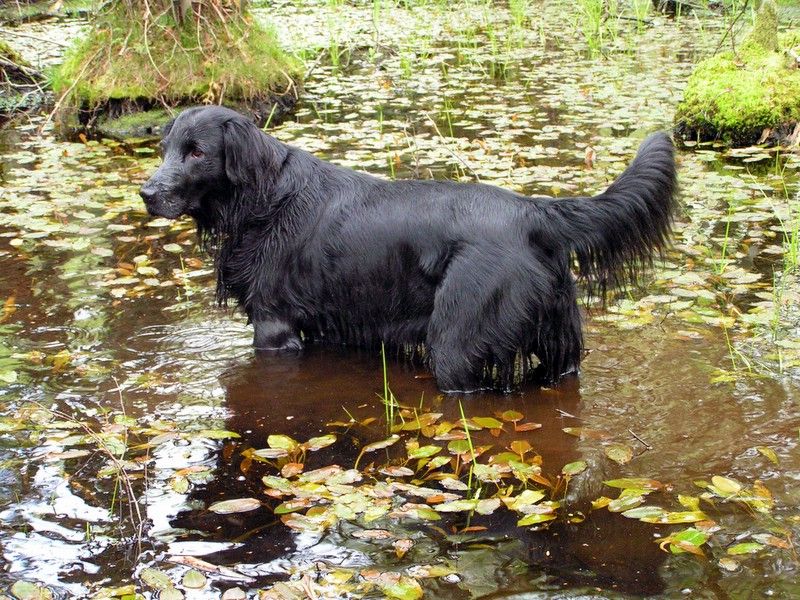 13 water-loving dog breeds that feel completely at home in lakes and oceans 10 Flat-Coated Retriever