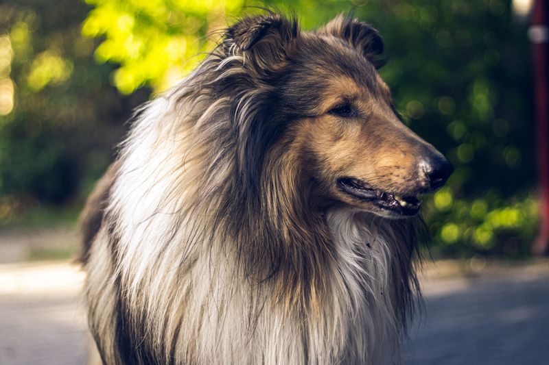 The strongest relationships aren't always the clingiest - and these 11 dog breeds prove it 3 Rough Collie