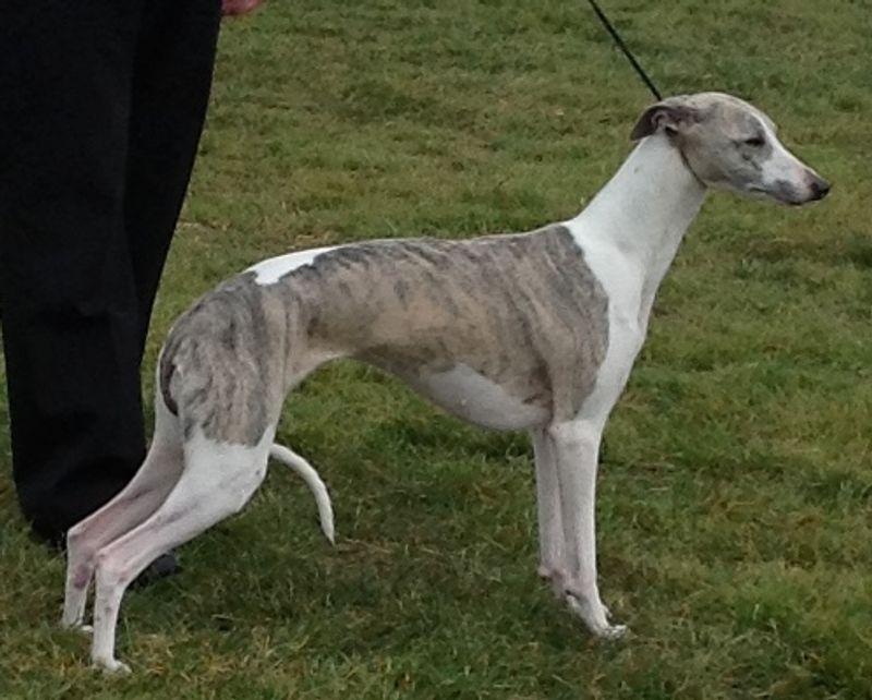 One experience with these 12 dog breeds is often enough to create a lifelong favorite - plus 2 that inspire remarkable loyalty 8 Whippet