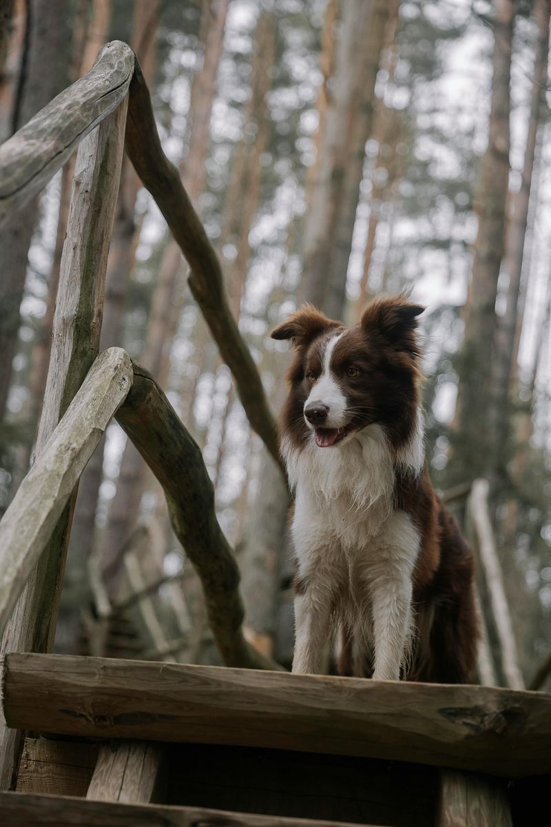 16 Dog Breeds That Look Adorable but Are Surprisingly High-Maintenance 7 Border Collie