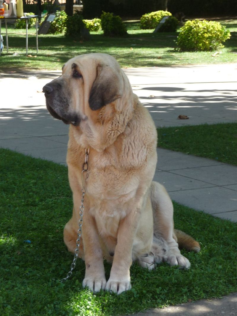 Spanish Mastiff