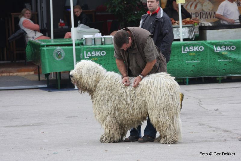 Komondor