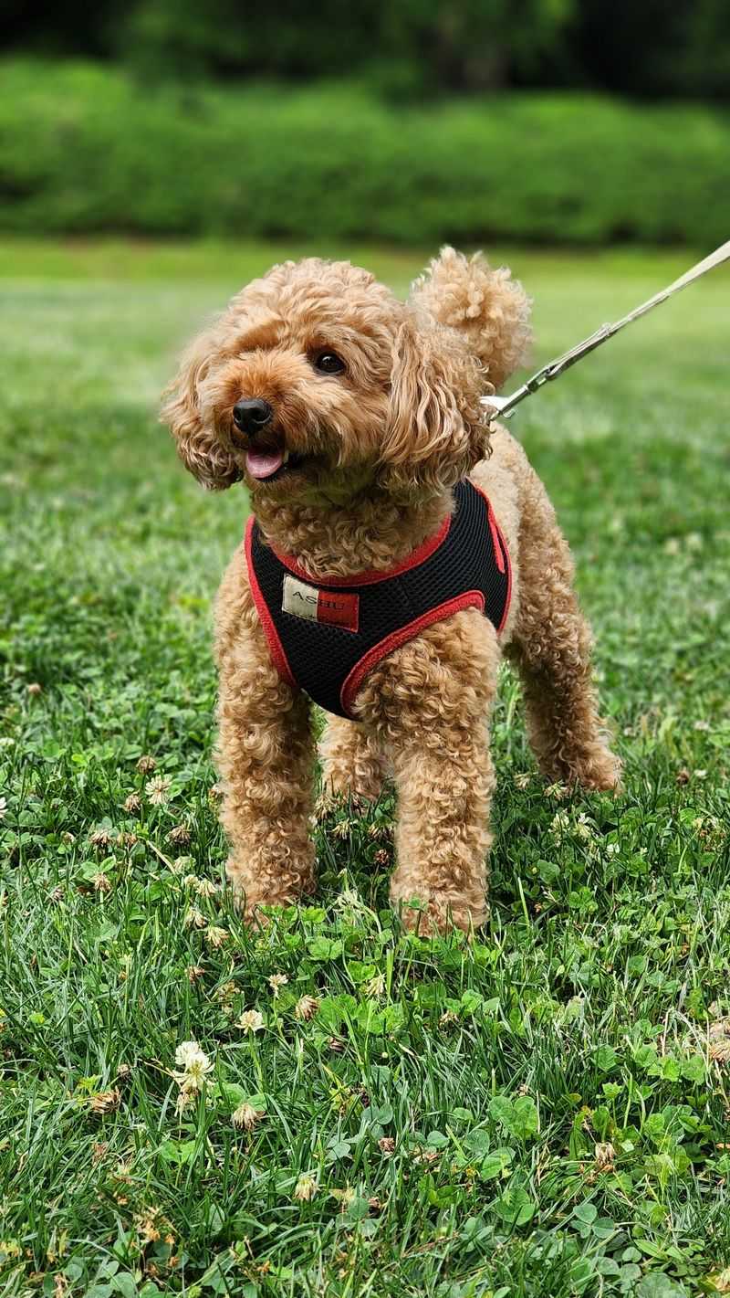 Hate dog hair everywhere? These 14 breeds make life noticeably easier 14 Toy Poodle