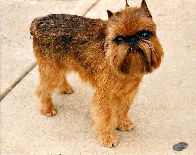 25 Unusual Dog Breeds That Stand Out for Their One-of-a-Kind Features 13 Brussels Griffon