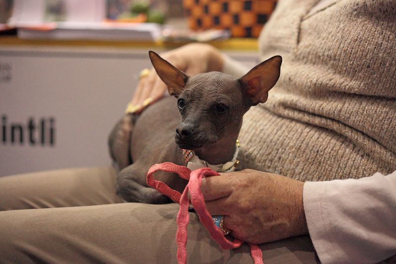 11 Dog Breeds That Were Once Mocked But Are Now Trendy Pets 9 Xoloitzcuintli