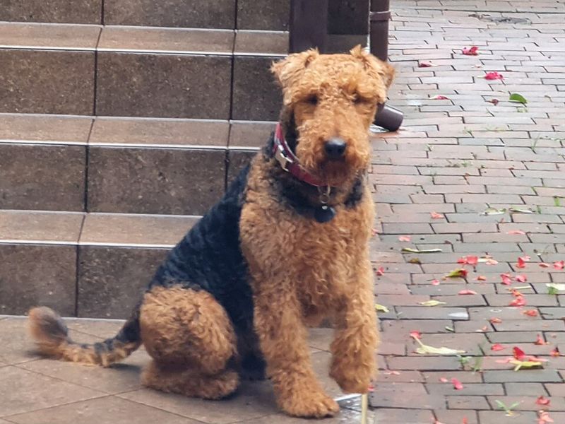 15 dog breeds that would look completely natural in an old black-and-white film 5 Airedale Terrier