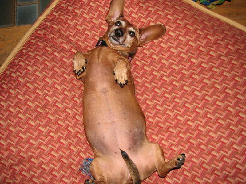 Exposing their belly