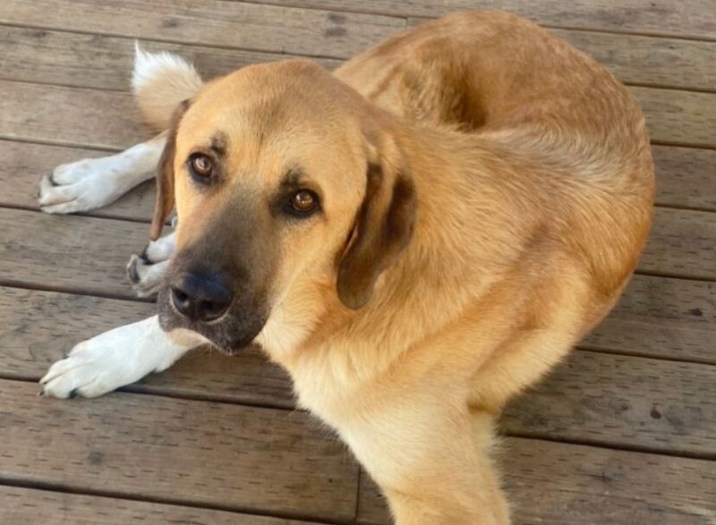 Anatolian Shepherd Dog