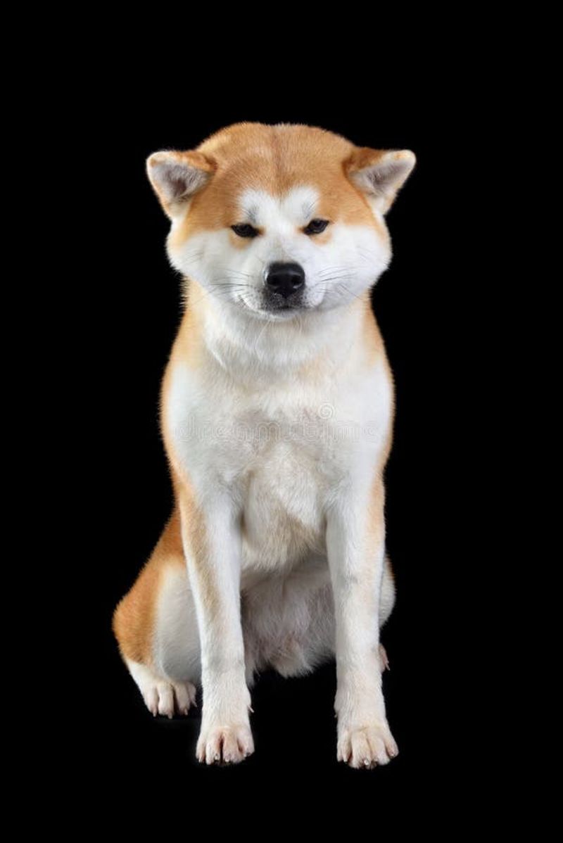 13 calm-looking dogs with instincts so sharp they can read a room instantly 11 Akita