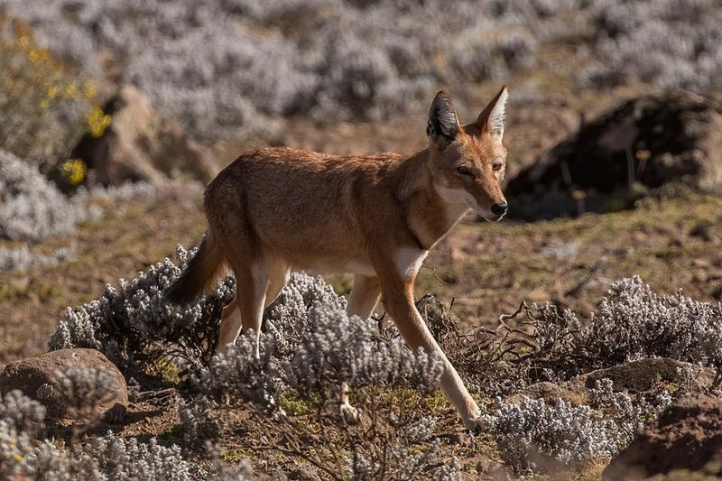 Ethiopian Wolf