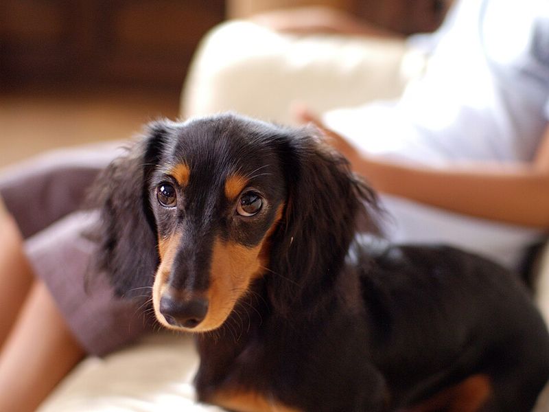 28 Small Dog Breeds Well-Suited for Apartment Living 16 Dachshund