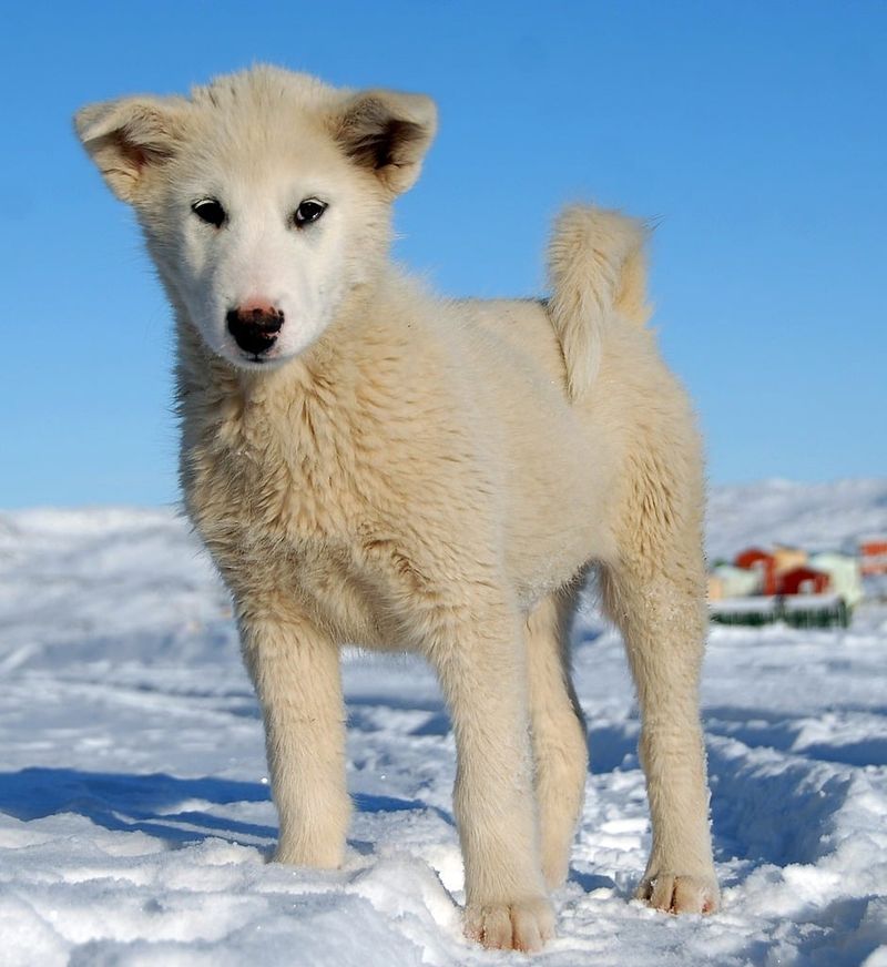 25 Dog Breeds with the Closest Genetic Ancestry to Wolves 7 Greenland Dog