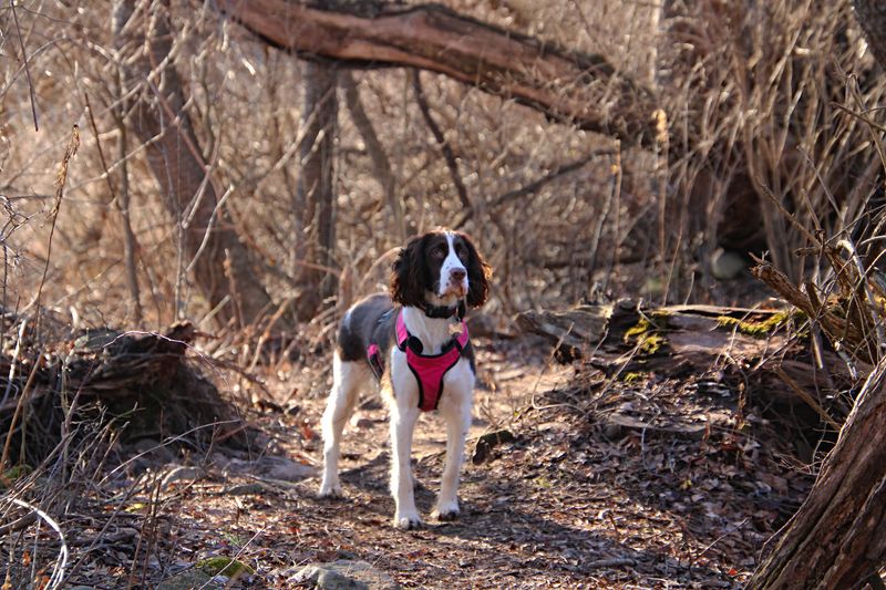 Before choosing between tiny and huge, look at the dogs hiding in the middle 3 English Springer Spaniel