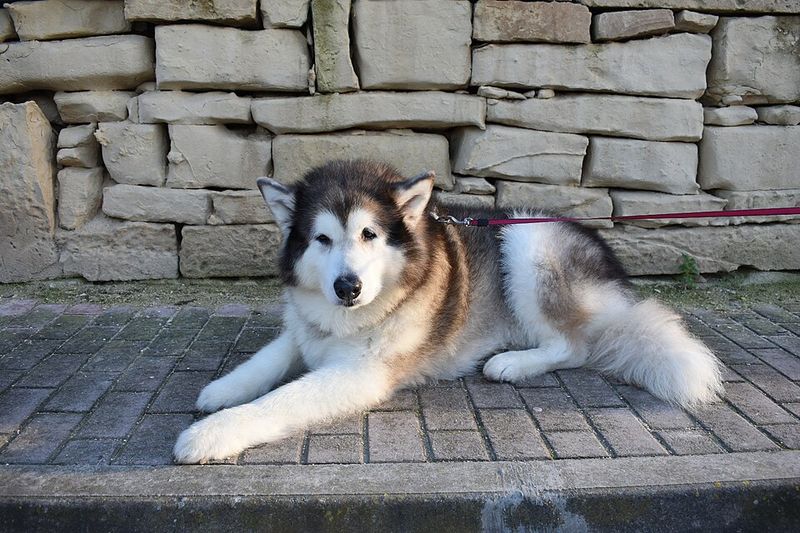 Alaskan Malamute