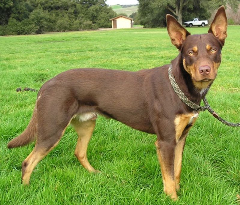 Certain dog breeds are known for hardiness while others require owners to prepare for more potential health concerns 5 Australian Kelpie - tireless partner built for work