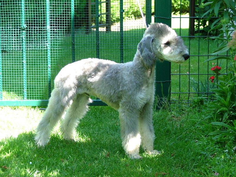 20 Dog Breeds That Stand Out for Their Extraordinary Looks 3 Bedlington Terrier