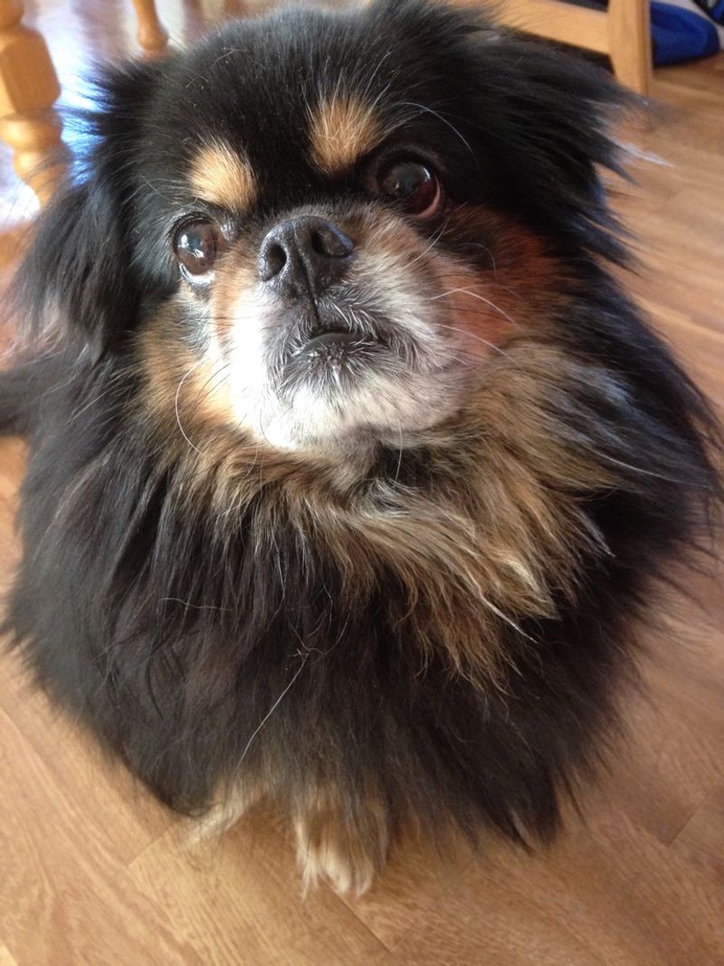 A quieter home often starts with choosing one of these naturally composed breeds 9 Tibetan Spaniel