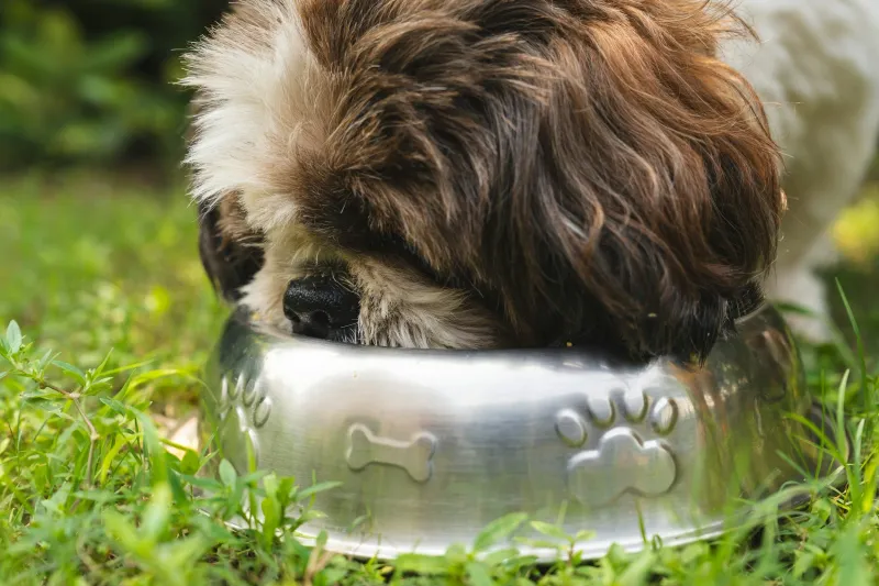 18 Dog Types That Will Do Anything For Food (And Need Strict Portion Control) 12 Shih Tzu