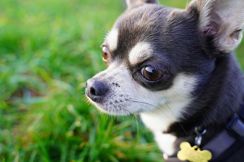 21 Interesting Facts About the Chihuahua - Small in Size, Big in Personality 10 Expression of Emotions