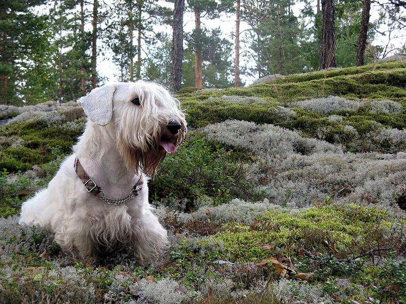 Soft-Coated Wheaten Terrier