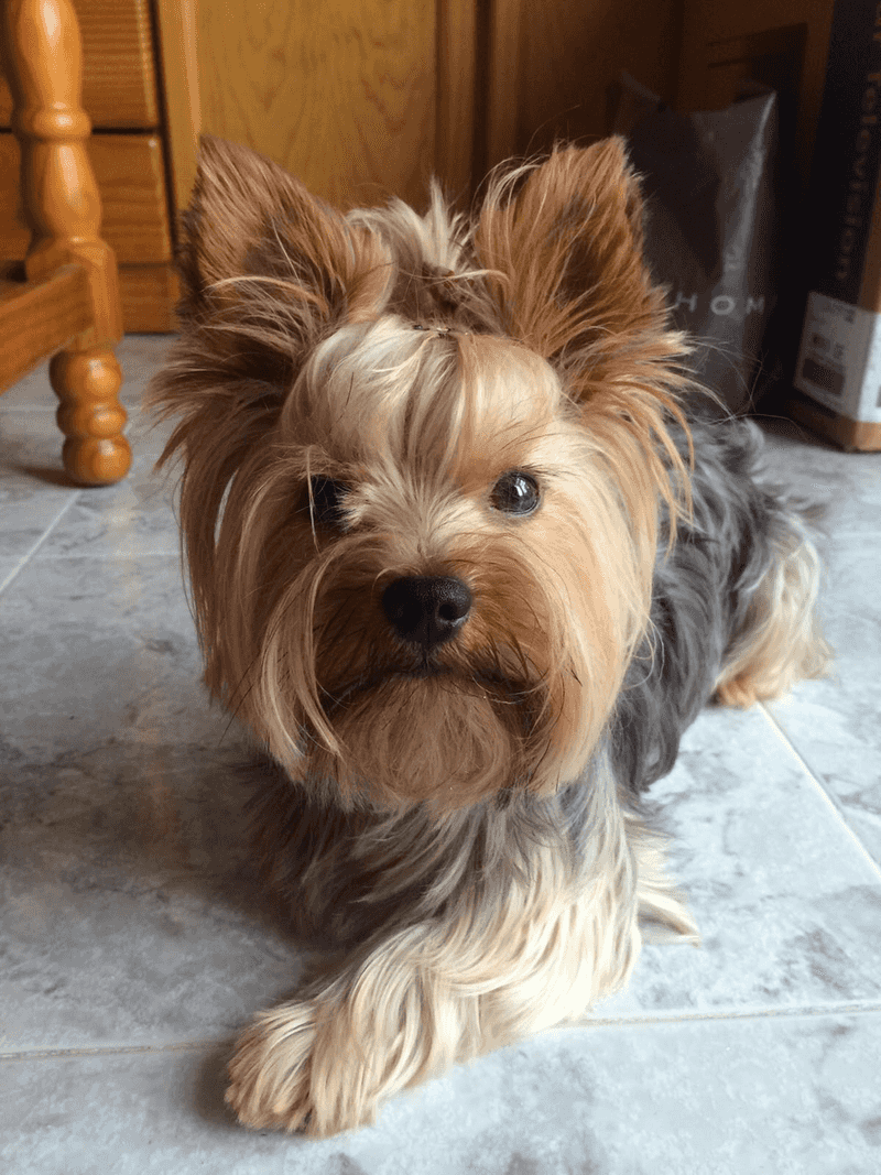 25 Dog Breeds That Need Extra Care in Cold Weather 20 Yorkshire Terrier