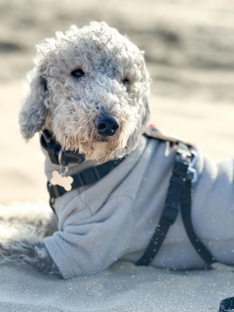 Bedlington Terrier