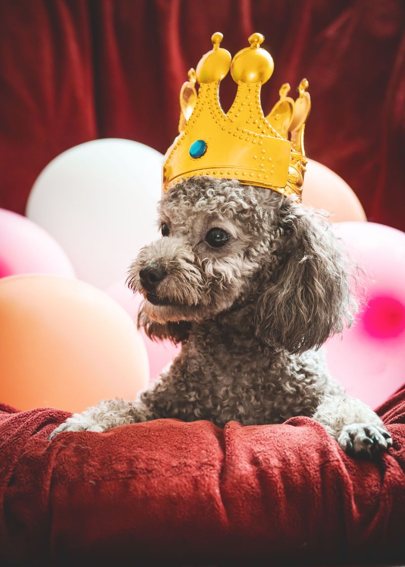 Poodle